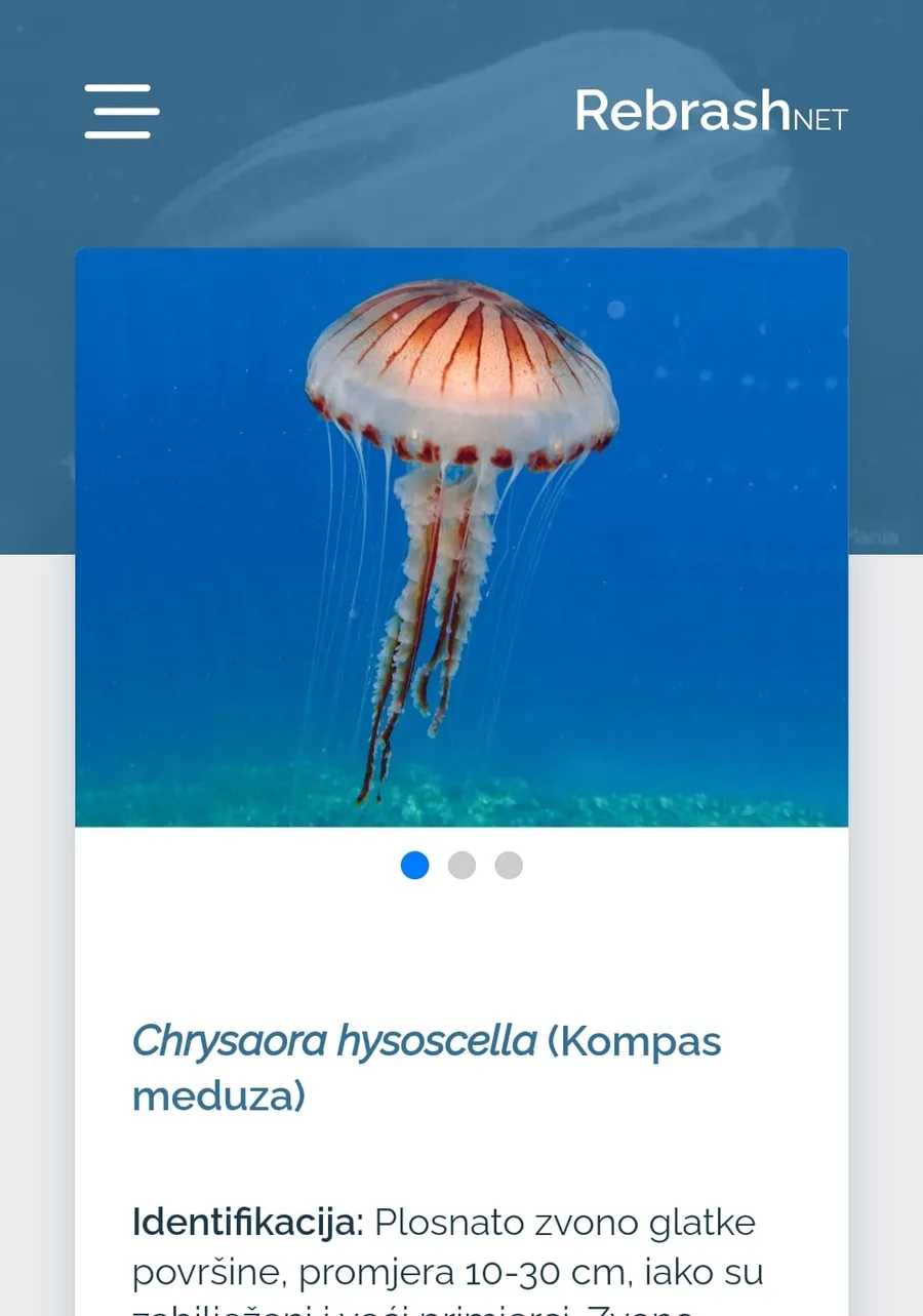 RebrashNET - naučite nešto novo o želatinoznom zooplanktonu i prijavite ako ga vidite